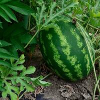 The growing water-melon in the field photo