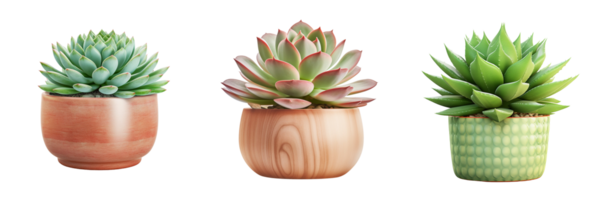 ai généré succulent plante dans vert vase sur transparent Contexte png