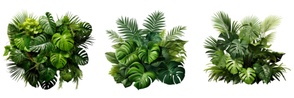 AI generated set of tropical leaves foliage plant jungle bush floral arrangement nature backdrop on transparent background png