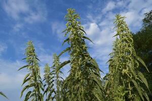 Blossoming of a nettle photo