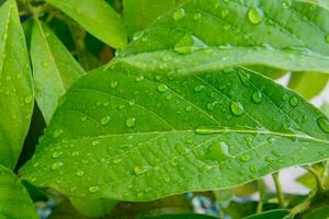 verde aguacate hojas con agua gotas foto