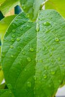 Green avocado leaves with water drops photo