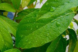 Green avocado leaves with water drops photo