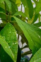 Green avocado leaves with water drops photo