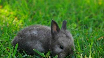 footage of rabbit grass video