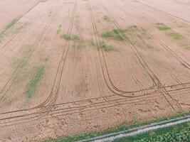 field of wheat, a top view photo