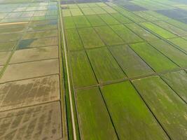 The rice fields are flooded with water. Flooded rice paddies. Agronomic methods of growing rice in the fields. photo