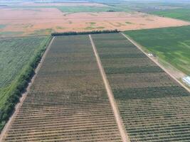 Top view of the garden of dwarf apple trees photo