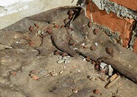 Soldier bugs under roofing material hiding for the winter. photo