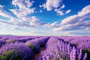 ai generado lavanda campos en lleno floración debajo verano cielo foto