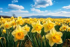 AI generated Field of daffodils against a background of a mountain range and blue sky photo