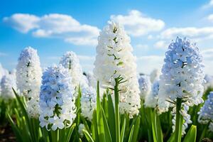 AI generated Pristine White Hyacinths Blooming under a Cloudy Sky photo