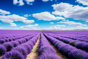 ai generado vívido púrpura lavanda filas debajo azul cielo foto