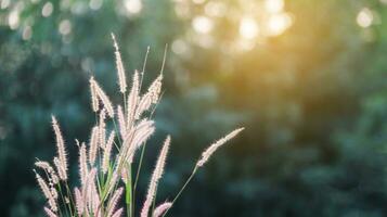 Feather pennisetum grass on blur background photo