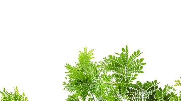 Isolated green tree top leaves with clipping paths photo