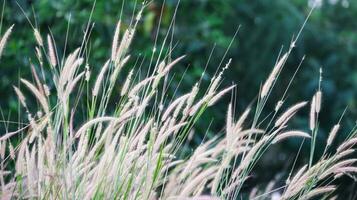 Feather pennisetum grass on blur background photo