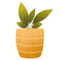 Cute Indoor Plant png