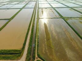 The rice fields are flooded with water. Flooded rice paddies. Agronomic methods of growing rice in the fields. photo