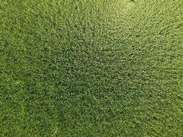 Green wheat in the field, top view with a drone. Texture of wheat green background. photo