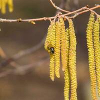 Pollination by bees earrings hazelnut. Flowering hazel hazelnut. photo