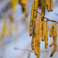 Flowering hazel hazelnut. Hazel catkins on branches. photo