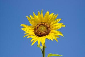 A blossoming sunflower against a blue sky and sun. photo