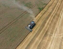 Harvesting wheat harvester photo