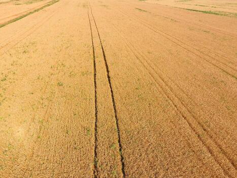 field of wheat, a top view photo