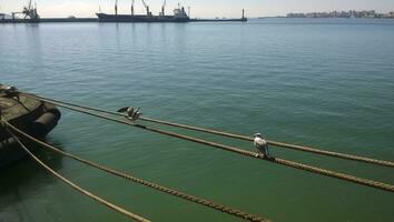 Seagull sitting on mooring ropes. Birds of the sea bay photo