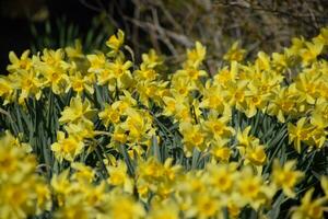 Blooming buds of daffodils in flower bed. photo