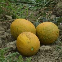 Melons, plucked from the garden, lay together on the ground photo