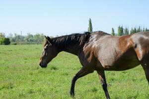 Horses graze in the pasture. Paddock horses on a horse farm. Wal photo