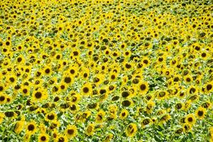 field of blooming sunflowers. Flowering sunflowers in the field. photo