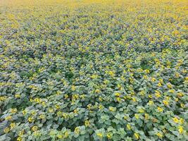 Field of sunflowers. Top view. photo