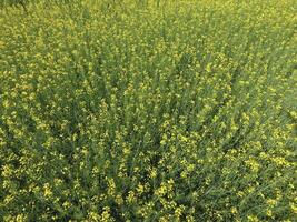 campo de floración violación. parte superior ver desde el zumbido. violación, un syderático planta con amarillo flores campo con siderates foto