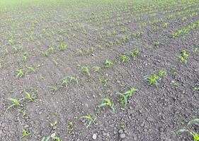 Field of young corn. Shoots of corn on the field. Fodder corn for silage. photo