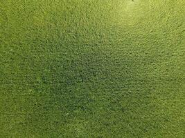 verde trigo en el campo, parte superior ver con un zumbido. textura de trigo verde antecedentes. foto