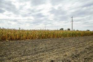 Ripened corn on the field. Almost dry stems of corn. photo