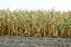 madurado maíz en el campo. casi seco tallos de maíz. foto