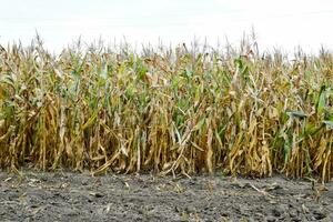 Ripened corn on the field. Almost dry stems of corn. photo