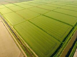 The rice fields are flooded with water. Flooded rice paddies. Agronomic methods of growing rice in the fields. photo