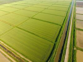 The rice fields are flooded with water. Flooded rice paddies. Agronomic methods of growing rice in the fields. photo