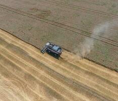 Harvesting wheat harvester photo