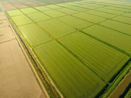 The rice fields are flooded with water. Flooded rice paddies. Agronomic methods of growing rice in the fields. photo