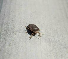 Stink bug on a gray slate. Brown bug. photo