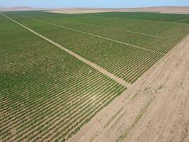 Grape orchards bird's-eye view. Vine rows. Top view of the garden photo
