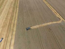 Harvesting wheat harvester photo