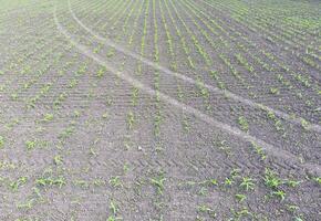 campo de joven maíz. dispara de maíz en el campo. forraje maíz para ensilaje. foto