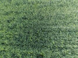 Texture of wheat field. Background of young green wheat on the field. Photo from the quadrocopter. Aerial photo of the wheat field