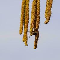 polinización por abejas pendientes avellana. floración color avellana avellana. foto